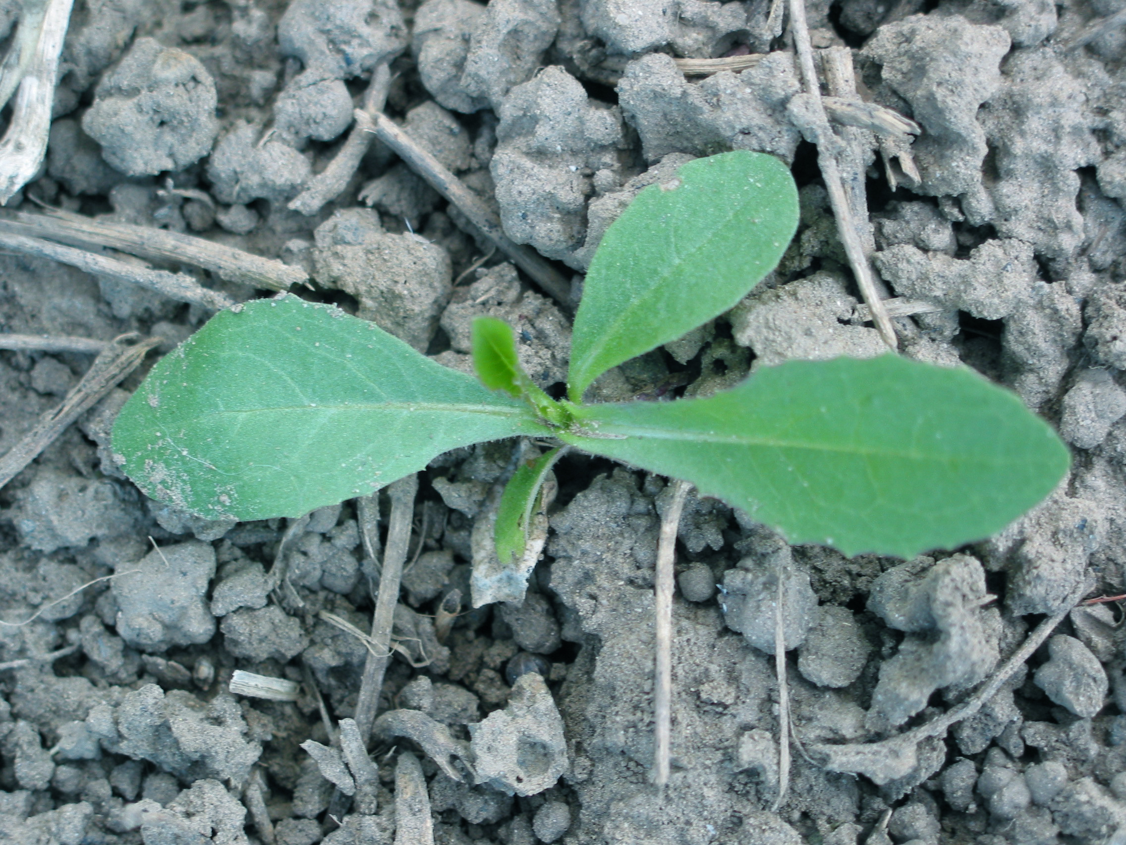 prickly lettuce, compass plant (Lactuca serriola ) 